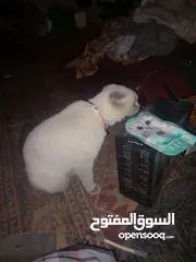  5 قط للبيع سنشت