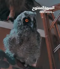  6 مطلوب جهاز للبدل على طيور. وددفع الفرق او للبدل للتواصل الرقم داخل التفاصيل واتساب