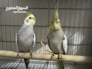  1 2 young home breed cockatiels for sale