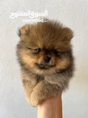  3 Pomeranian, 3 months كلب بوميرانيان ذكر عالي الجودة، عمره ثلاثة أشهر.