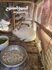  3 ذكر فرنسي للبيع شغال ميه ميه