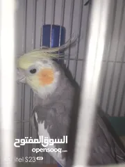  2 متوفر ذكر كوكتيل اليف الطير ماشاء الله نشيط واليف وما بعض ابدا ما بعرف اشي اسمو عض اليف وحبوب