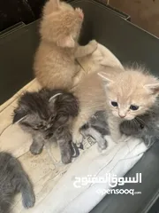  7 3 قطط للبيع هميلايا