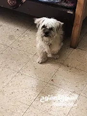 3 انثى فرنسيه معشره وصحتها ممتازه مطعمه مطعومين معها لتر بوكس واغراضها للتواصل