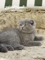  21 Purebred Scottish fold & British short hair