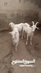  2 ماعز سانين اصلي