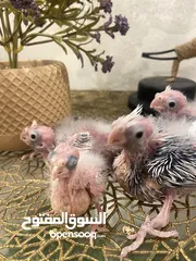  11 من اجمل طفرات وألوان الكروان الهولندي بسعر العادي