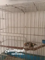  4 حسون ترابي حامي وفحل جلب جالي