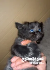 5 ‏بس هملايا