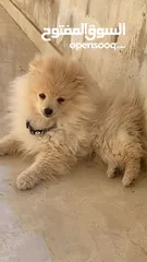  1 كلب بومرينيان للبيع