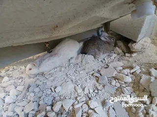  2 أرانب عدد 2 اناثي اعمار فوق ال7 شهور
