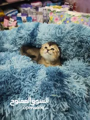  4 انثى سكوتش فولد جولدن ny24 هالي مستوردة
