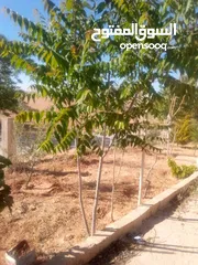  8 بيت للبيع في قريه دليله المطيرات شرق مادبا