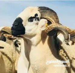  2 لحام متنقل على مدار الساعه خبره في شراء الاضاحي التواصل على الواتس اب وكل عام وانتم بخير وصحه وسلامه