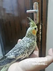 2 ذكور كوكتيل ايزابيل اليفه