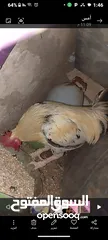  3 ديك كبير جدا بالصوره عمر سنتين للبيع يوجد ديك  بعمر الثمانيه اشهر العدد 2 في سعر 8
