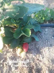  5 عقل فرواله امريكيه