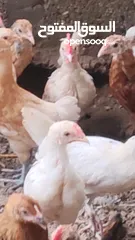  1 بيع  دجاج عماني