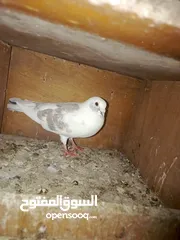  3 طيور حمام للبيع