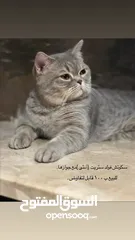  1 سكوتش فولد ستريت