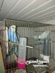  3 Parrots and cage