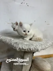  3 متاح للبيع