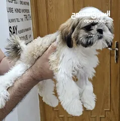  6 Adorable 6-Month-Old Female Shih Tzu Puppy