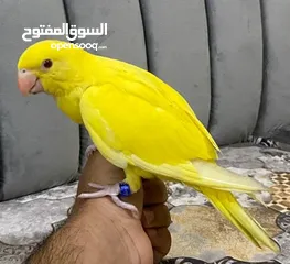  2 بغبغاء الاصفر أليف