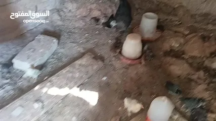  15 3 جاجات مع فراخهم