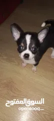  1 Chihuahuas