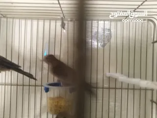  15 طيور كناري لون مخملي  للبيع المستعجل ( اقرأ الوصف جيدا )