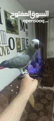  6 كاسكو عمر سنه 4شهور ومكلم أليف عيون مكحله
