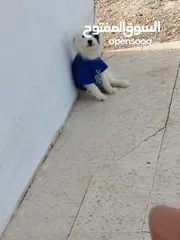  4 كلب زينه منزلي وجميل