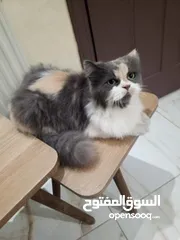  4 قطط ذكر وانثى