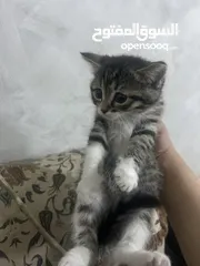  1 قطط للتبني كيتن