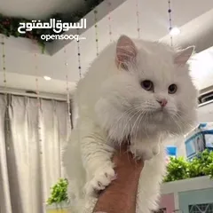  1 قط شيرازي للبيع