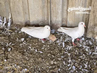  5 حمام فرنسي سوبر جامبو