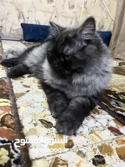  2 قطة شيرازي العمر 8 أشهر ملقح كامل تلقيحات