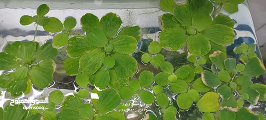  5 نبات خس لماء لاحواض السمك