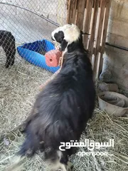  6 كبش عماني نجدي سمين