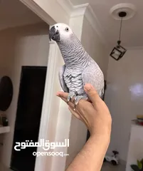  1 مطلوب كاسكو للشراء بسعر مناسب