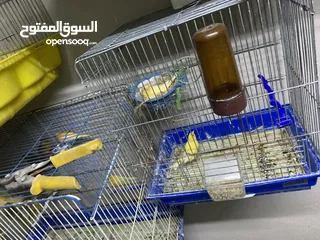  20 طيور كنار للبيع