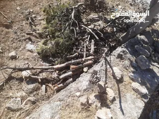  6 حطب مواقد جاهز ناشف للبيع بالكيلو وبالطن يوجد خدمة توصيل