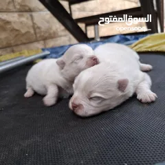  2 كلاب بوميرينان صغار  للبيع