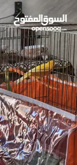  5 طيره بنت حمر  على وجه تشغيل عمرها  سبع شهور  البيع بدون قفص