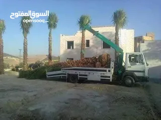  1 نخل مثمر جميع الارتفاعات