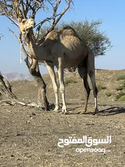  1 للبيع ناقه مدني