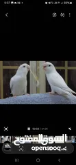  3 Tamed African love birds for sale