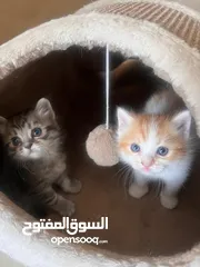  1 Kittens Mix, Shirazy/Ragdoll/Turkish قطط مكس شيرازي تركش و راجدول