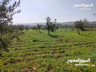  5 اجمل مزرعه بافضل سعر جاهزه مشجره منطقه دحل جرش